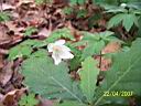 anemoni di bosco - foto di Giancarlo de Carolis
per ingrandire la foto cliccare sulla miniatura (487 Kb)